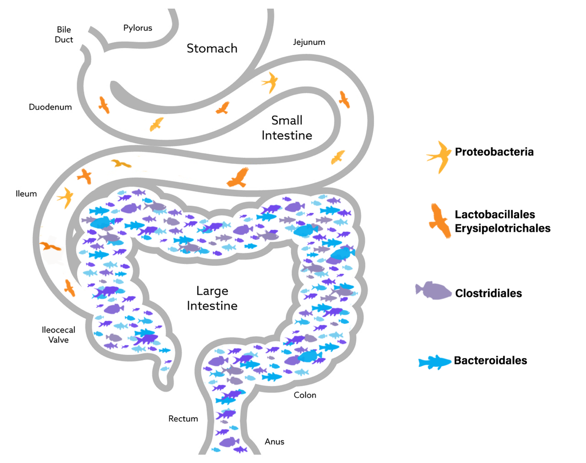 2nd Ed., The Nemechek Protocol for Autism and Developmental Disorders