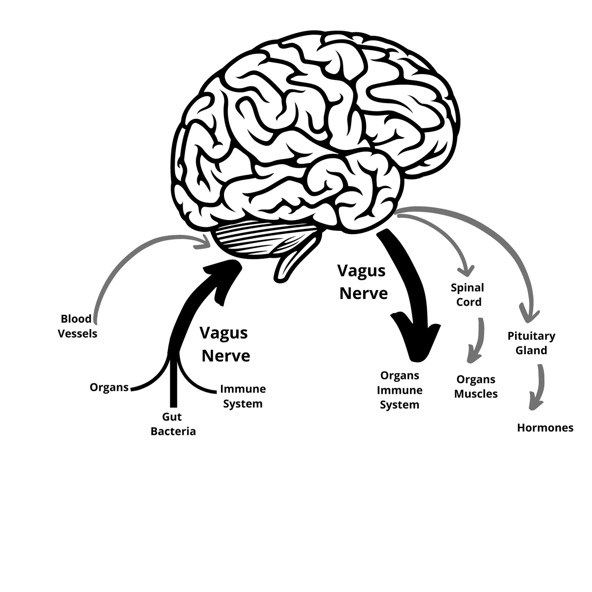 2nd Ed., The Nemechek Protocol for Autism and Developmental Disorders